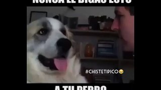 Intenta decirle algo feo a su perro y este le da una fobetada