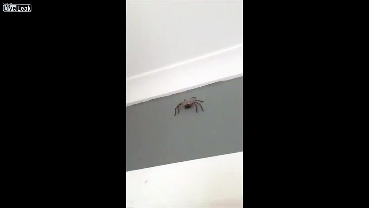 When you film Australian spiders, this happens