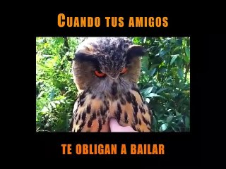 El anima que baila las 24 horas si es necesario para llamar la atencion de su gran amor