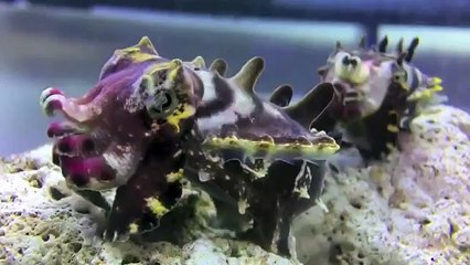 Smack my cat up I have a gun No Party (FULL HD)