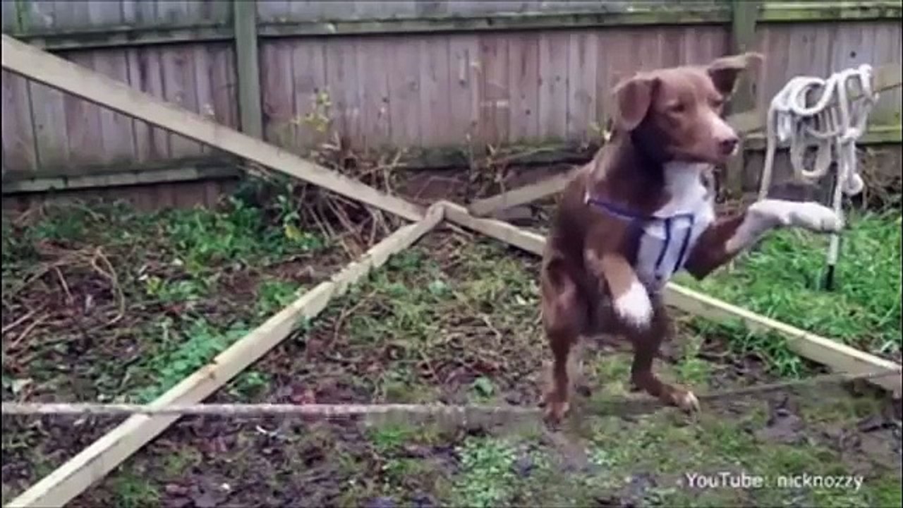 Funny Animal