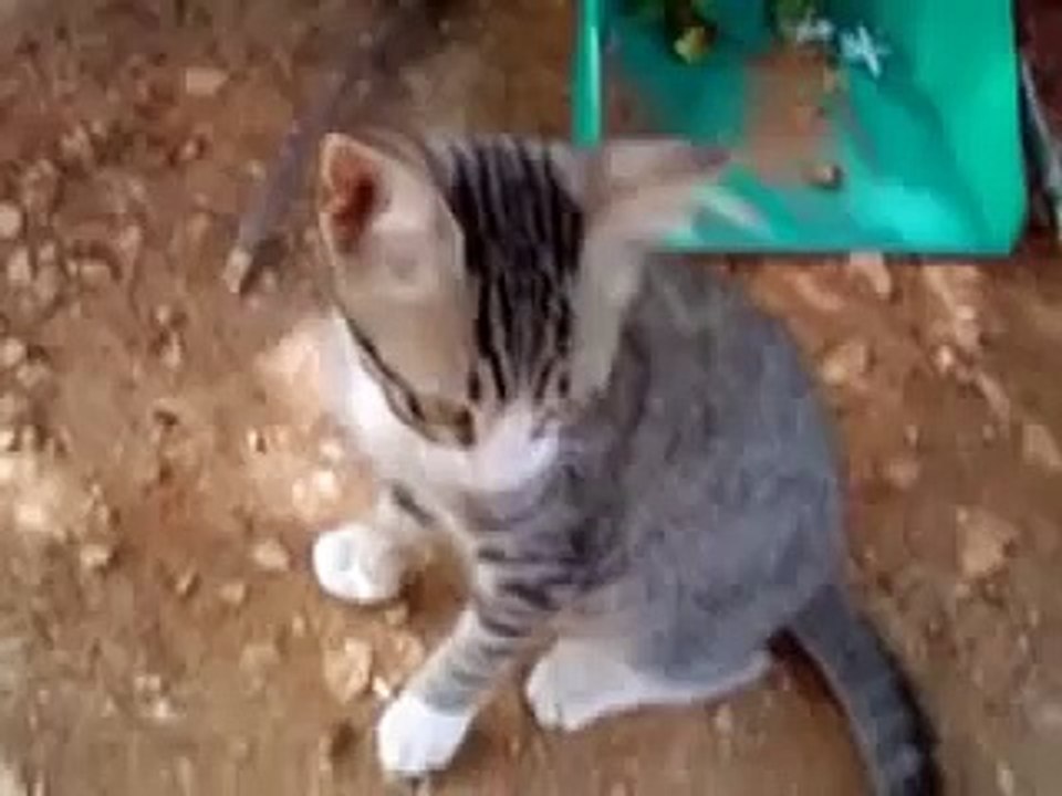 Probably the Funniest Cat Video Youll Ever See