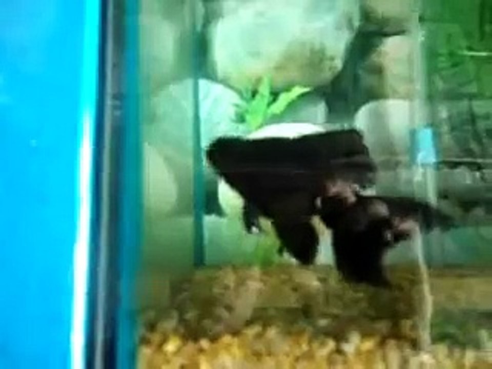 fish 3