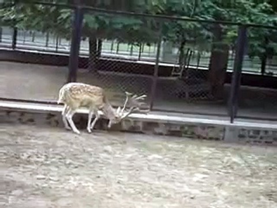 horny deer