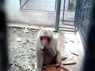 monkey eating corn
