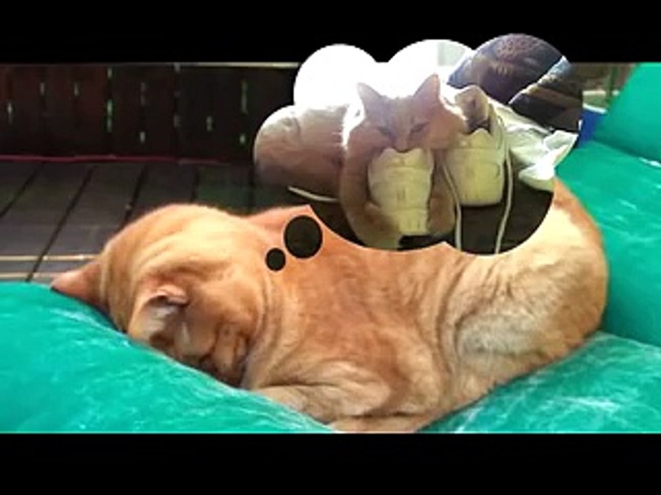 When Cats Pray