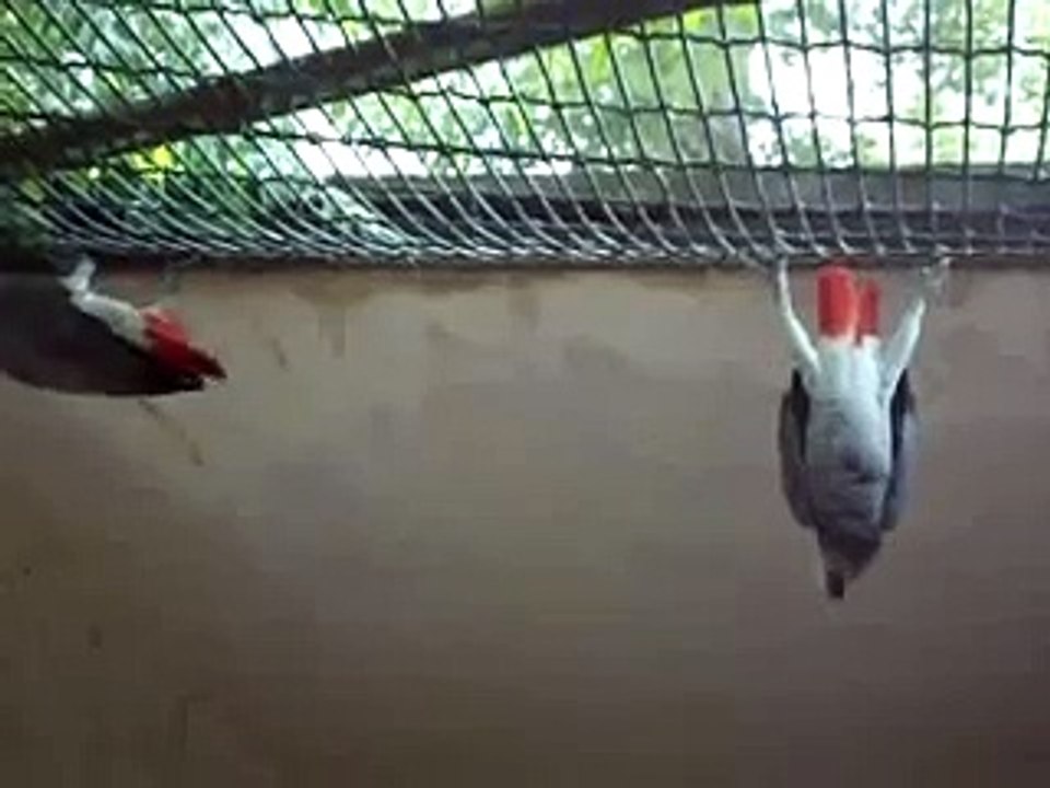 grey hanging parrot
