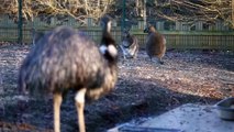 Saint-Quentin: de nouveaux pensionnaires au parc d'Isle