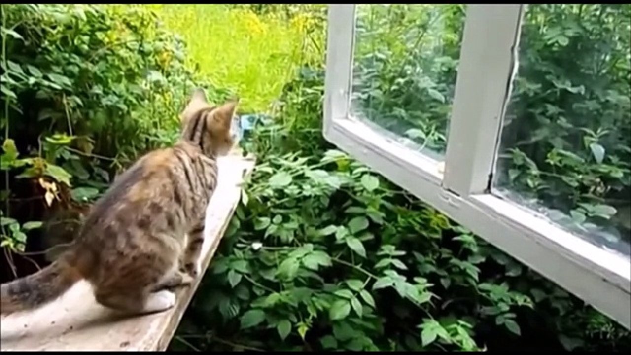 Приколы с Кошками 2015 - Смешные Кошки - Смешные Животные 2015 -