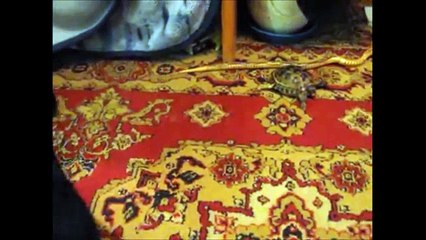 Коты VS Черепахи! Забавная Подборка! - Cats and Turtles