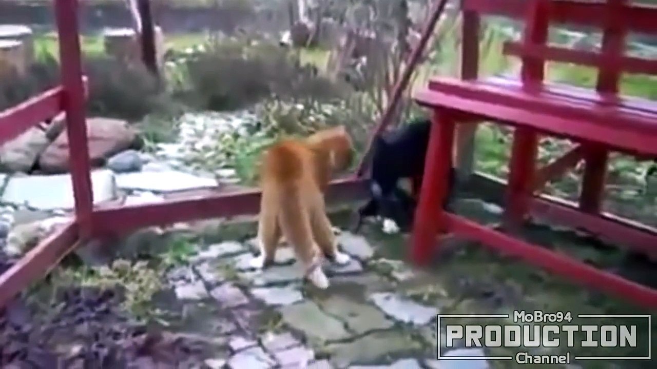 Самое смешное. Кошачьи приколы.