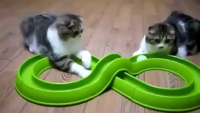 Самое смешное. Кошачьи приколы.