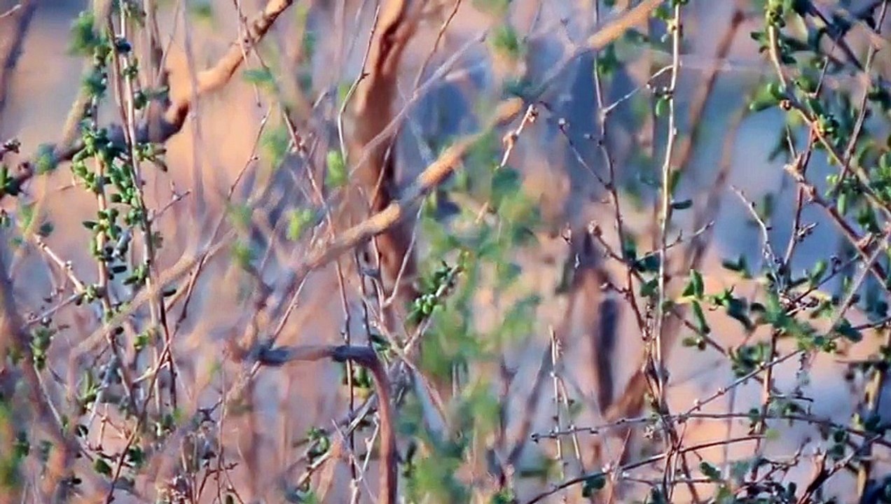 Faran Ensemble - Dune