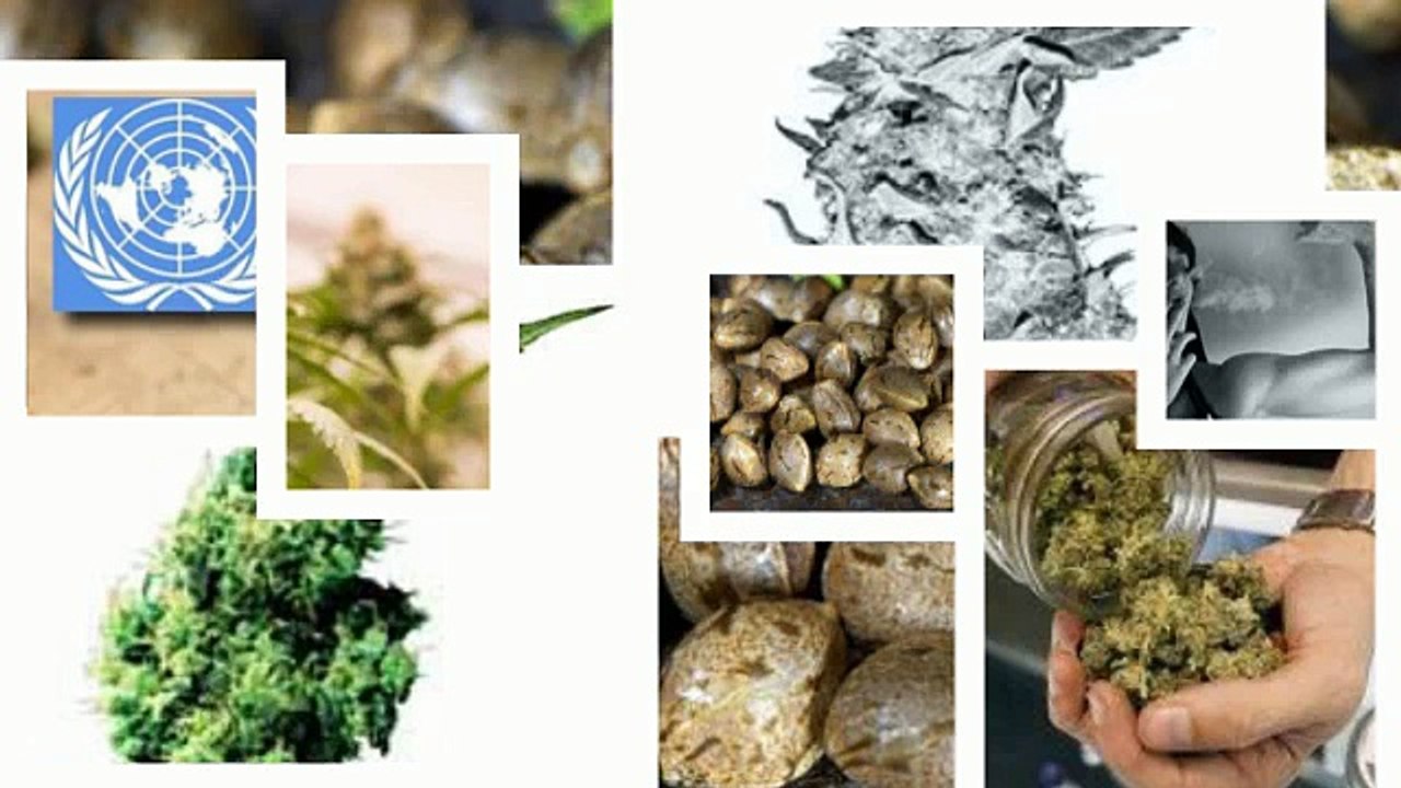 Marijuana_seeds