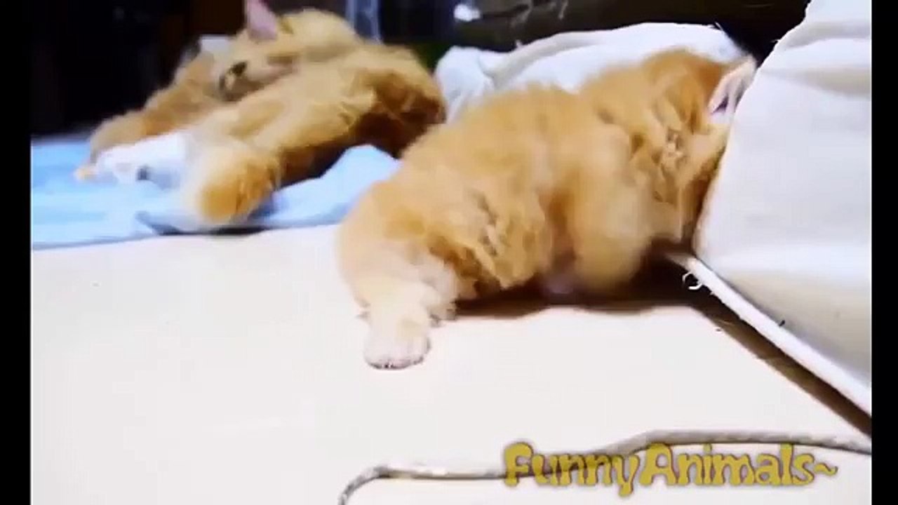 funny videos - funny cat videos , funny cat compilation , funny cats , funny cat videos 2016 , funny kitten , funny , funny videos , funny cat videos ever , ultimate cats compilation , try not to laugh , funny pets , cat funny videos  - funny clips 2016