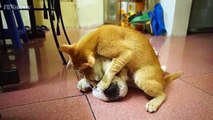 Dogs Annoying Cats With Friendship - funny Animals Compilation 2015 [ NEW Amazing pets ]