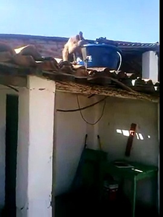Macaco de peixeira na mão!