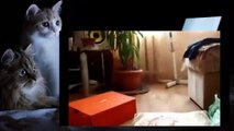 Lustige Katzen Videos Zum Totlachen Deutsch 61 (=^･ｪ･^=)