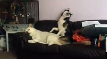 Dog Annoys Friend to Play with Her