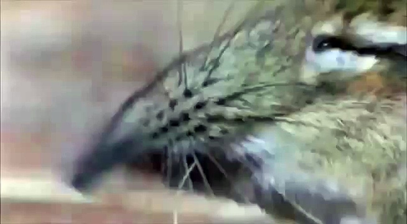 Take a closer look at that snout 10