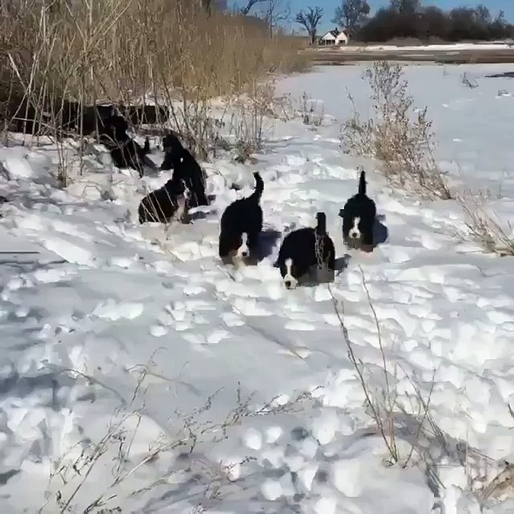A Bernese puppy snow column...