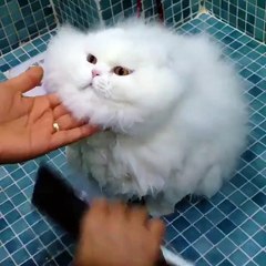 The fluffiest cat you'll see!