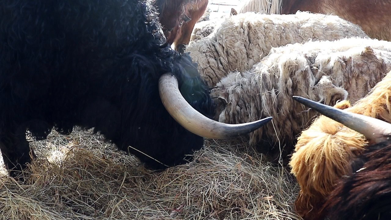 Sharing breakfast with some Highland cattle, a couple of horses and a few sheep.