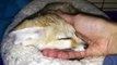 Fennec Fox whines adorably after owner interrupts nap