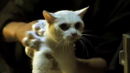 Neko Zamurai: Madarame Kyutaro gives Tamanojo a bath