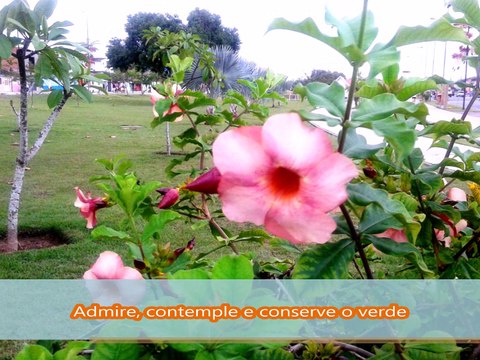 Campanha de Preservação da natureza limpa, onde lugar de lixo é na lixeira.