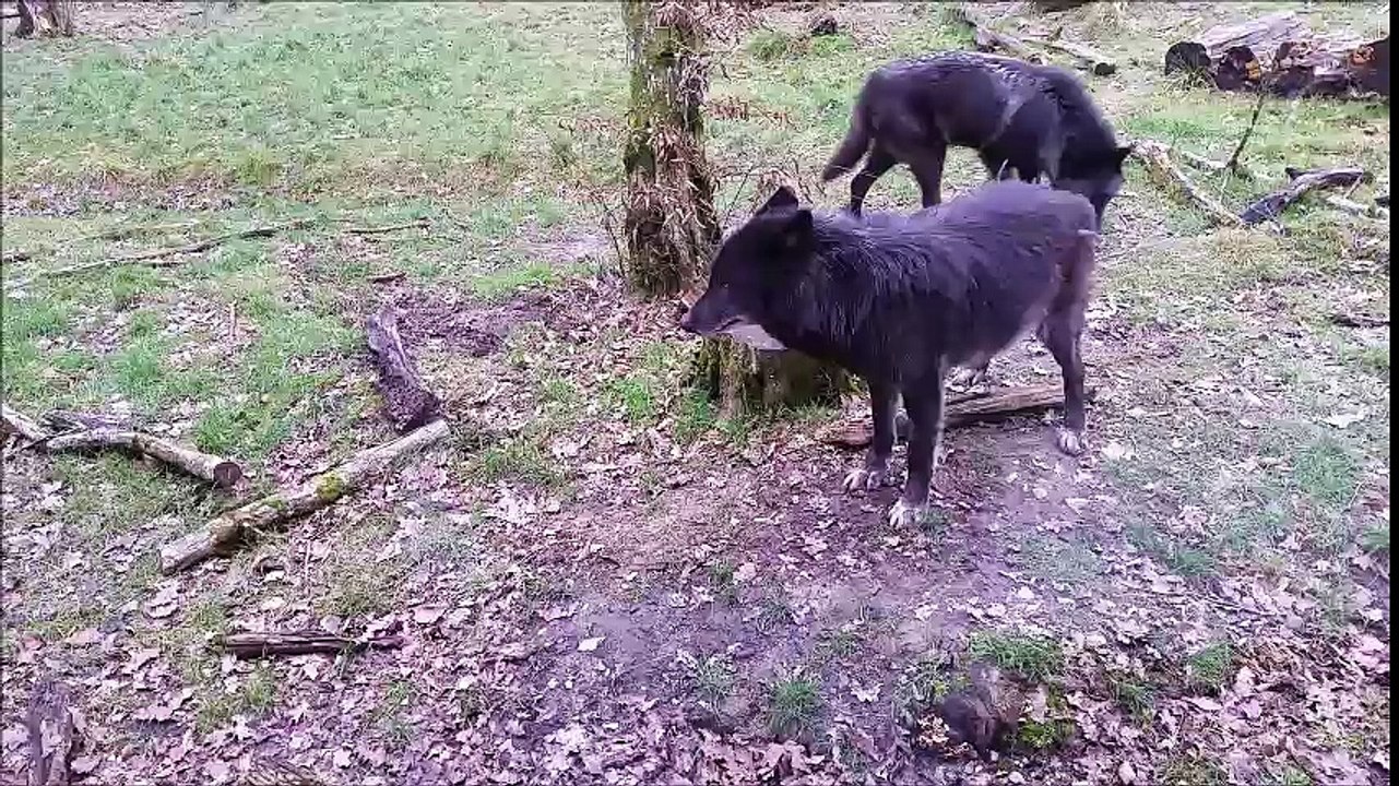Sainte Croix Février 2016 Loups noirs