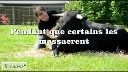 Toro salvato dalla corrida. La sua bella amicizia con Christophe Thomas