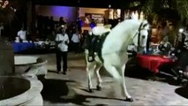 Horse Dancing