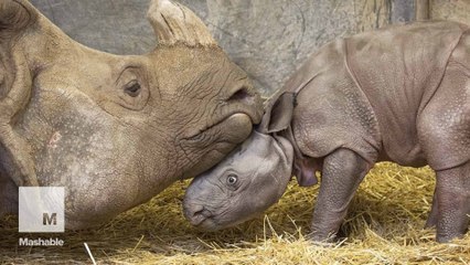 Endangered rhino baby born in Toronto Zoo