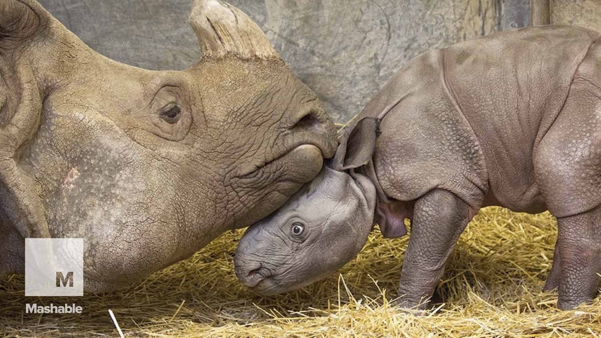 ⁣Endangered rhino baby born in Toronto Zoo