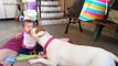 Funny And Cute Pitbull Dogs Love Babies Compilation 2015 Cute Dogs And Adorable Babies