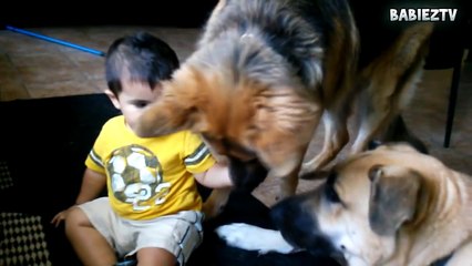 ---Big  Dogs Playing with Babies Compilation 2015 [NEW HD VIDEO]