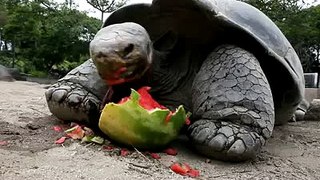 Galapagos tortoise eats a juicy watermelon Most INCREDIBLE video 2015