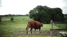 Weinende Kuh, jetzt gerettet! Crying Cow - now saved! with english subtitles