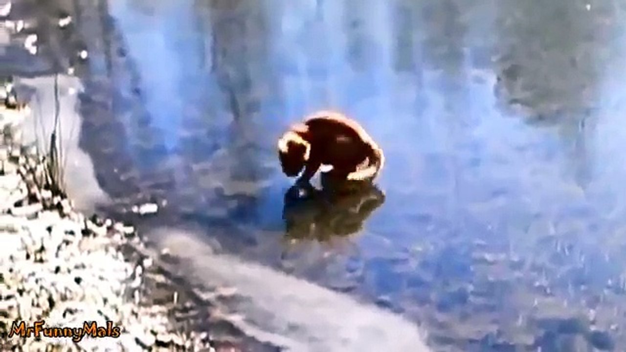 Cats and Dogs Slipping on Ice Compilation -