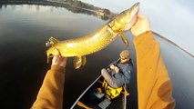A LOT OF PIKES PER DAY BIG FALL PIKE FISHING DOUBLE HEADER
