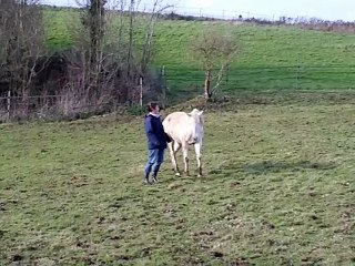 Epona apprend les cercles en liberte