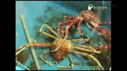 Mind-Blowing Video! Monster Crab Splits in Two - The Digg Reel