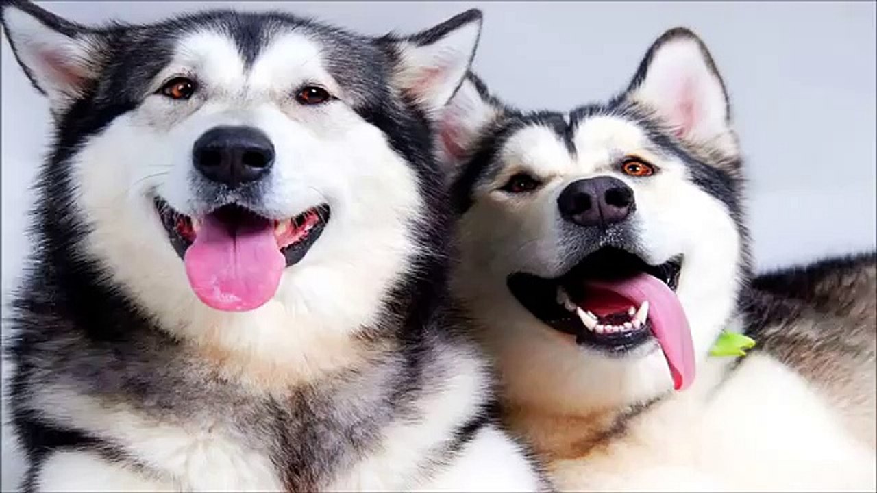 Funniest Husky Videos