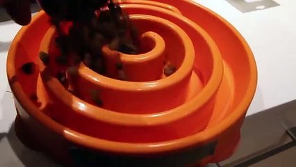 Adorable Puppies Running For Dinner Time-lapse