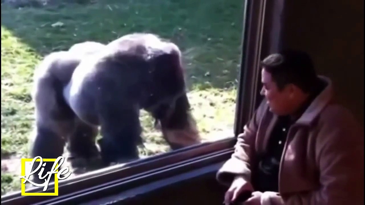 when animals attack humans Most Animal Attacks On Human Compilation 2015