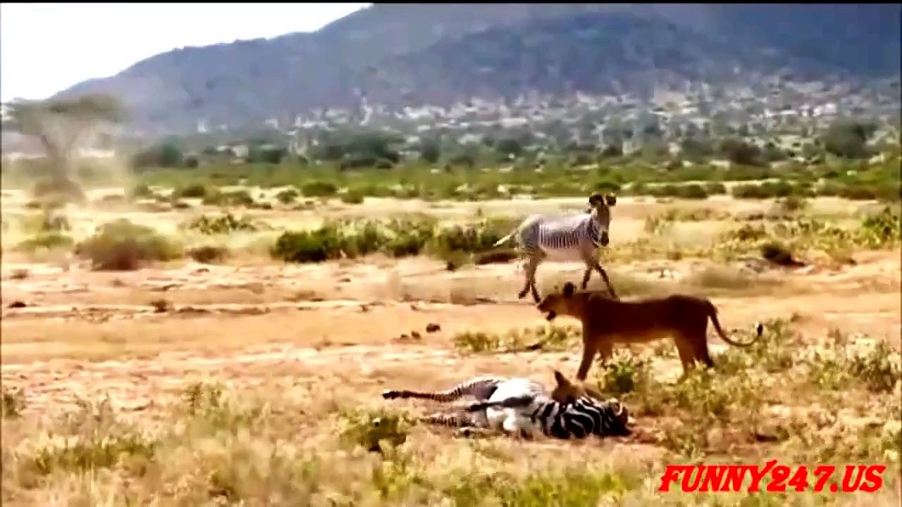 Lion TV Chanel