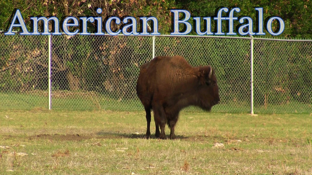 American Buffalo