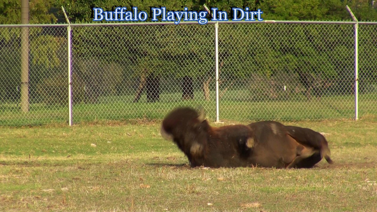 American Buffalo Playing In Dirt