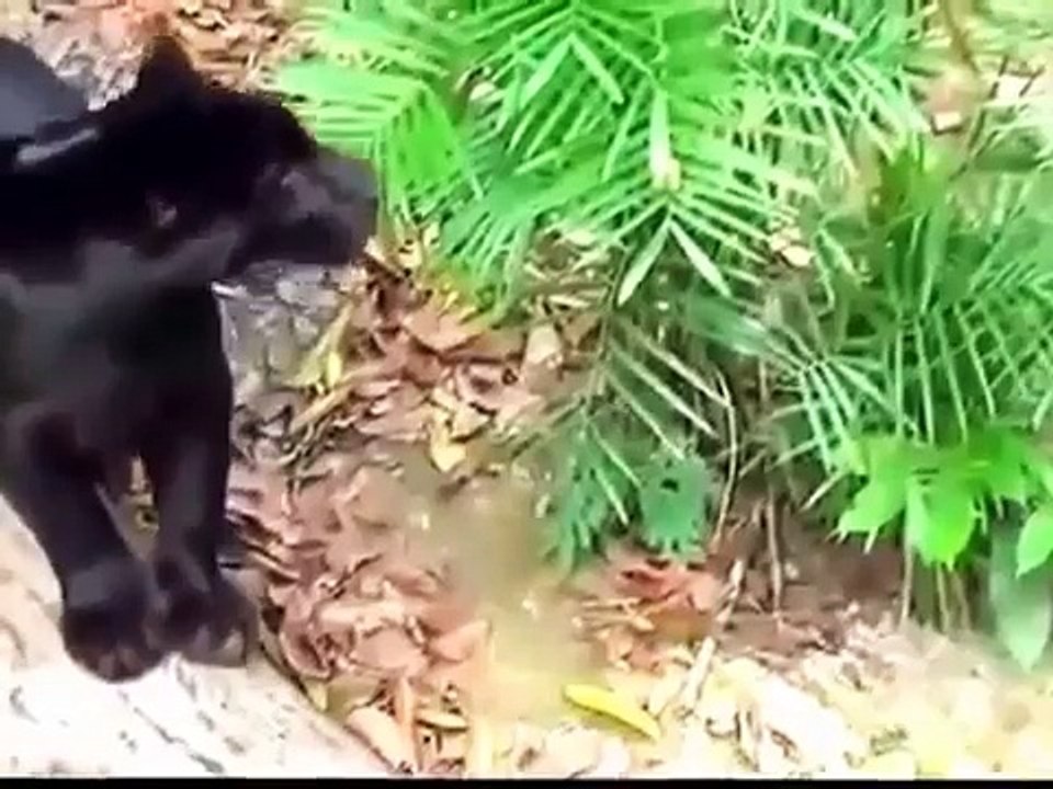 Black Jaguar White Tiger Foundation